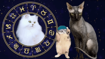 What cats are suitable for the twelve zodiac signs?