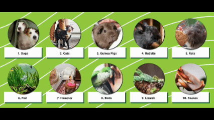 What kind of pet are you suitable for?